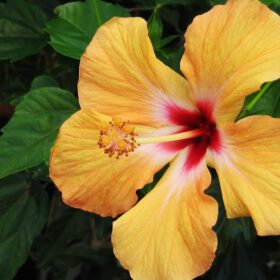 Orange Hibiscus Flower Plant