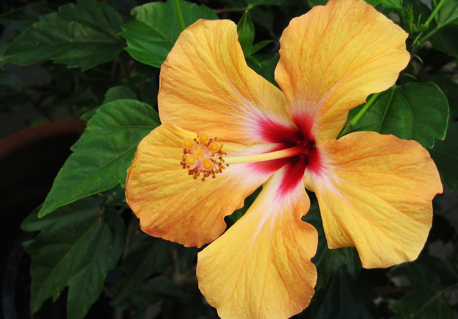Orange Hibiscus Flower Plant