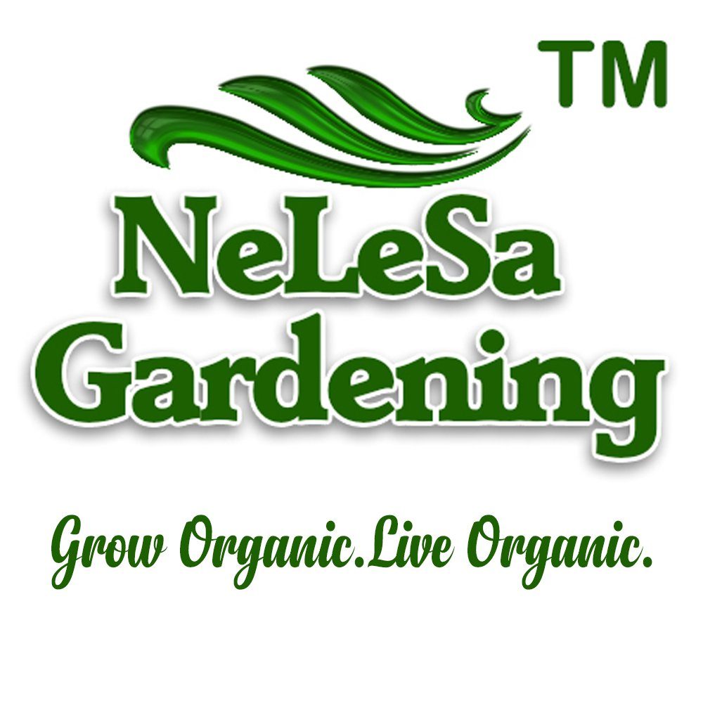 Orange Hibiscus Flower Plant - Image 2