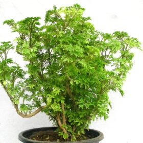 Green Arlia Plant