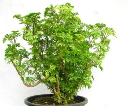 Green Arlia Plant