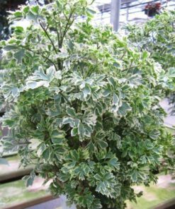 Variegated Aralia Plant