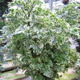 Variegated Aralia Plant