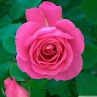Pink Rose Plant - Image 2