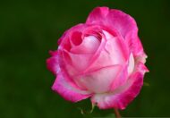 Pink Rose Plant - Image 4
