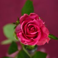 Pink Rose Plant - Image 5