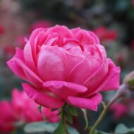 Pink Rose Plant - Image 6