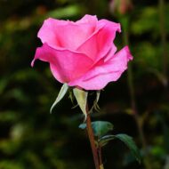 Pink Rose Plant - Image 7