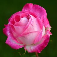 Pink Rose Plant - Image 8