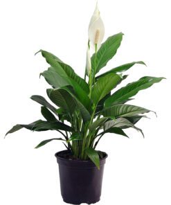 Peace Lily Flower Plant
