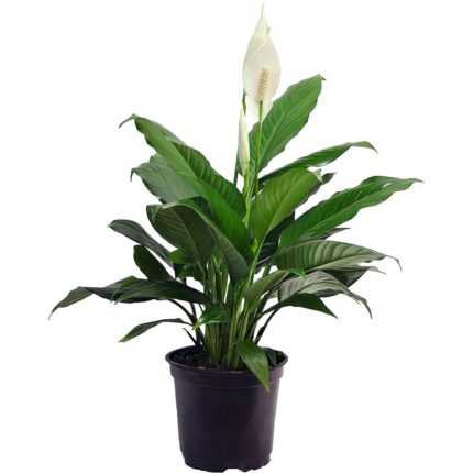 Peace Lily Flower Plant