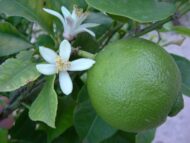 Live Lime Fruit Plant
