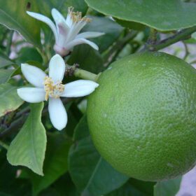 Live Lime Fruit Plant