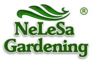 Live Lime Fruit Plant - Image 2