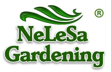 Live Lime Fruit Plant - Image 2