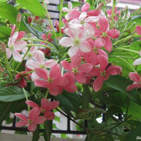 Rangoon Creeper Flower Plant