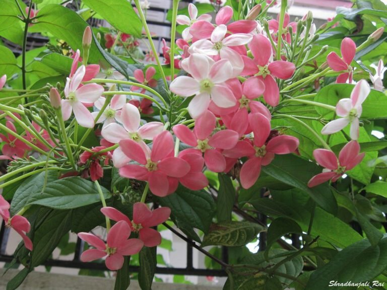 Rangoon Creeper Flower Plant