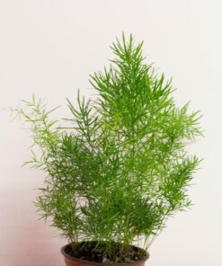 Asparagus Fern