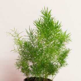 Asparagus Fern