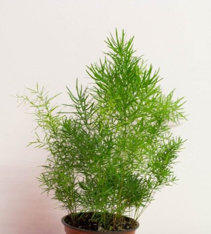 Asparagus Fern
